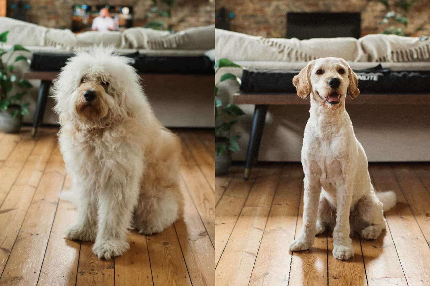 Luna before and after grooming